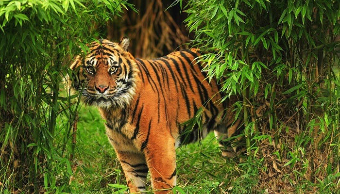 A majestic tiger between the bushes of Silent Valley National Park, Palakkad, Kerala.