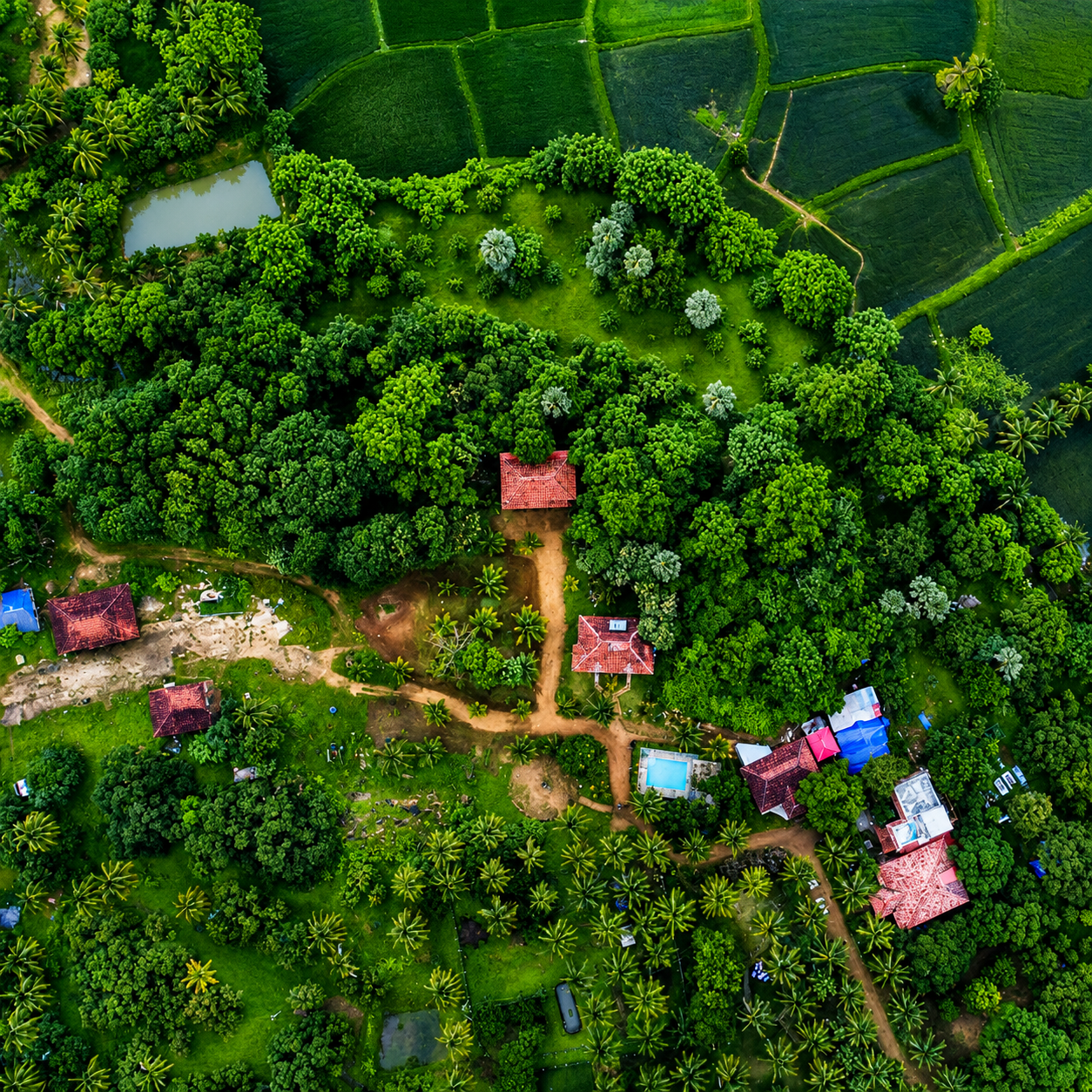 Mango-village-image1