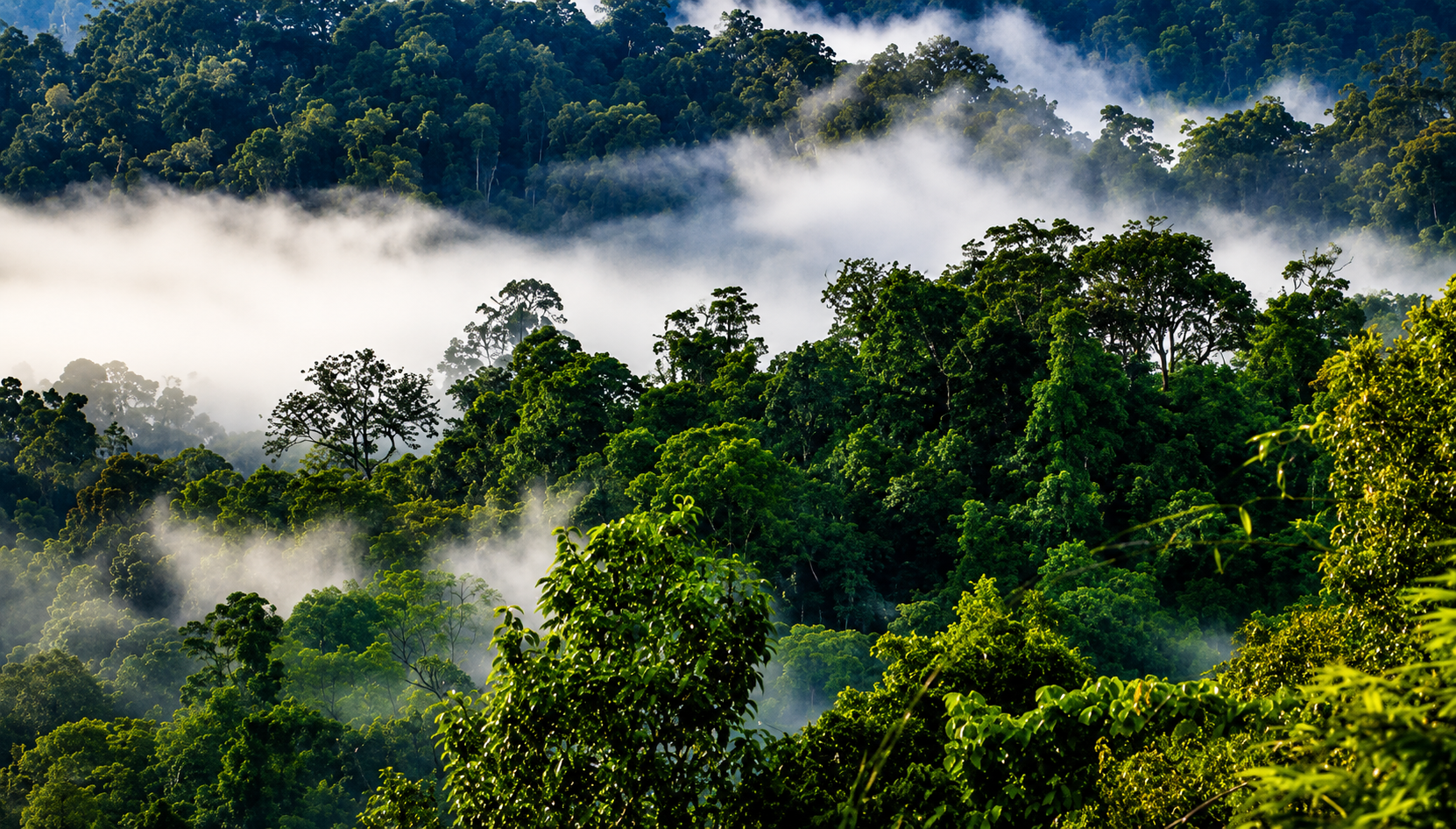 Aerial View of mist fillef Nelliyampathy hills, a hill station within the Nelliyampathy Forest Reserve, near Palakkad Kerala.
